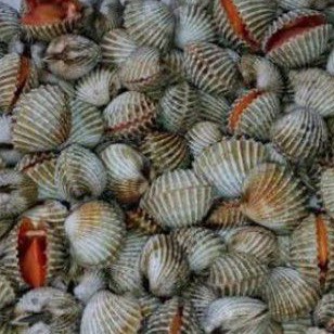 

Kerang Dara 1 Kg