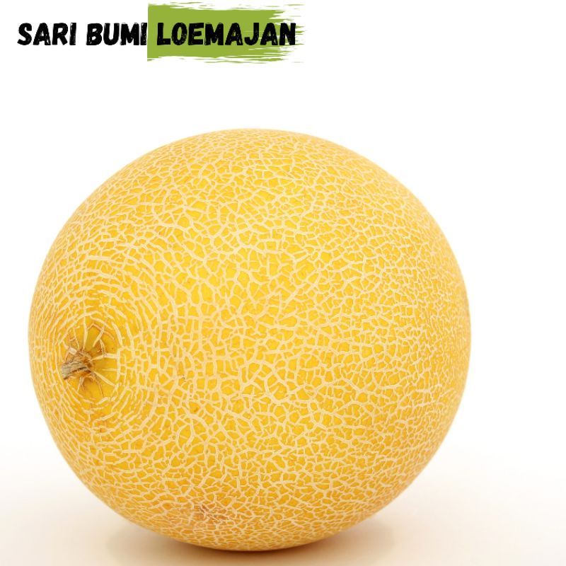 

Sari bumi loemajan melon besar 2 sampai 3 kg