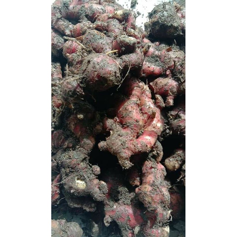 

Bibit Jahe Merah 1Kg