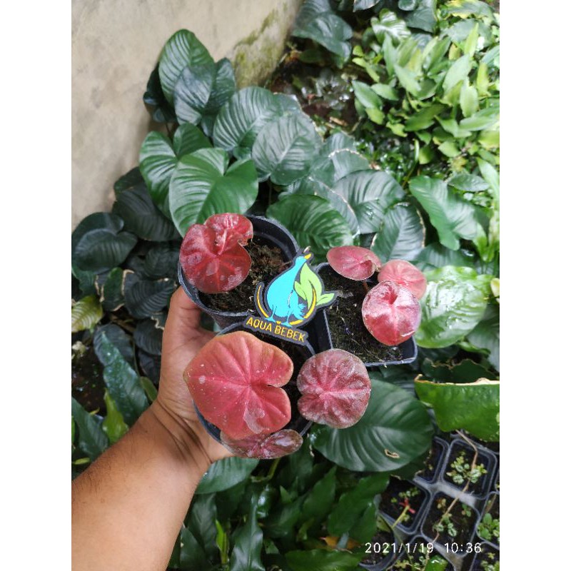 caladium red sweety atau Apple leaf tanaman hias keladi