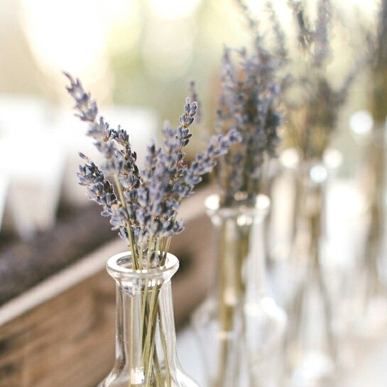 Bibit Tanaman Hias Lavender Indoor Tanaman Hias Anti Nyamuk Mini