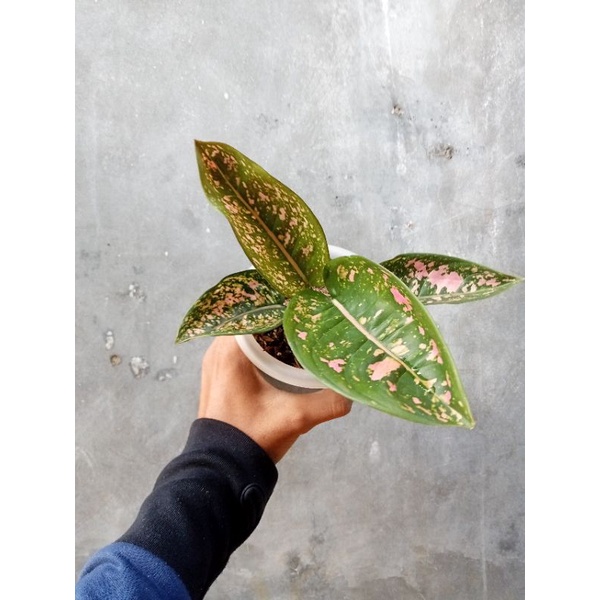 Aglonema Ruby Compacta