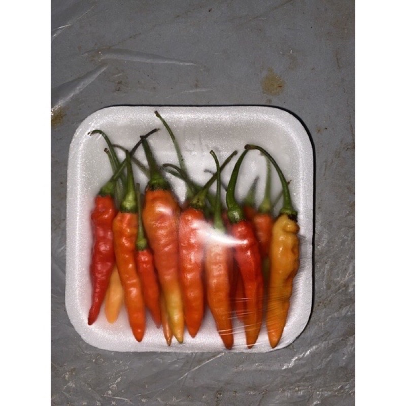 

Cabai Rawit Setan 100gr