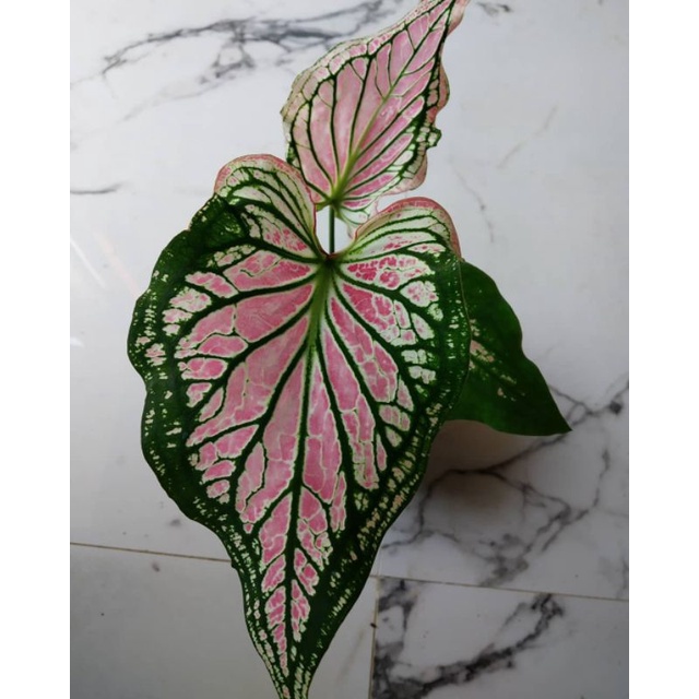 Tanaman bunga keladi wayang batik/keladi batik