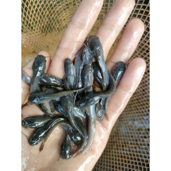 benih lele sangkuriang ukuran 4-5 cm