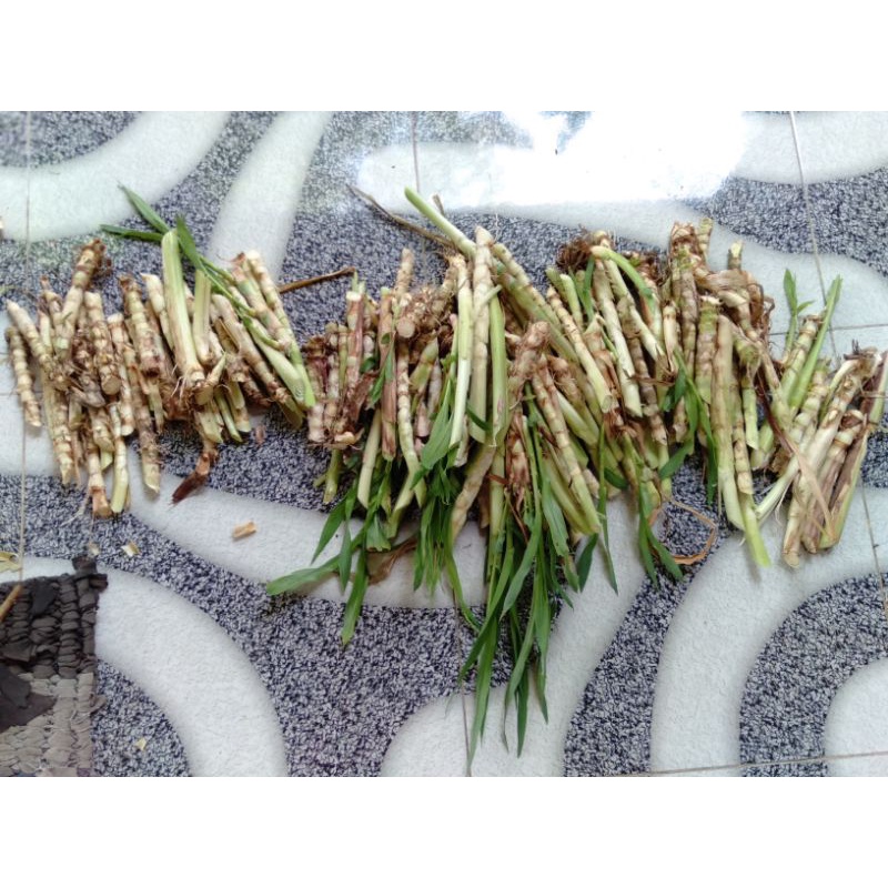 Bibit rumput odot