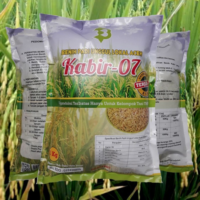 Jual Benih padi Unggul Kabir 07 Asli Nanggro Aceh Diskon