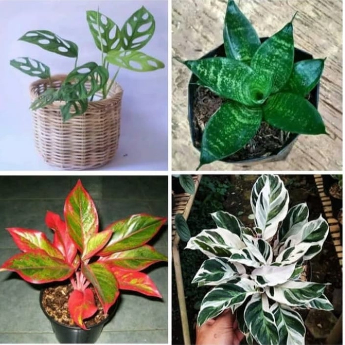 PROMO Paket Tanaman hias indoor aglonema  calathea 