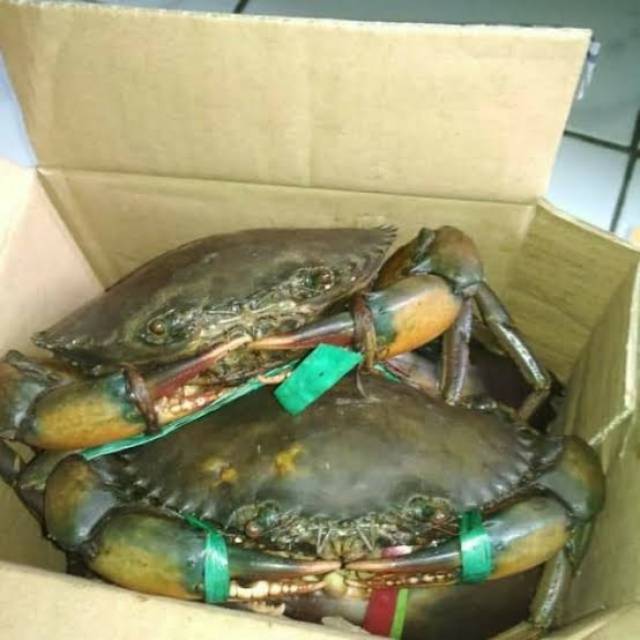 

Kepiting telur hidup Fresh 1 kg isi 4