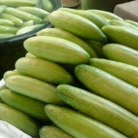 

Timun Muda 1kg/ Timun Acar Muda / Timun Lalapan