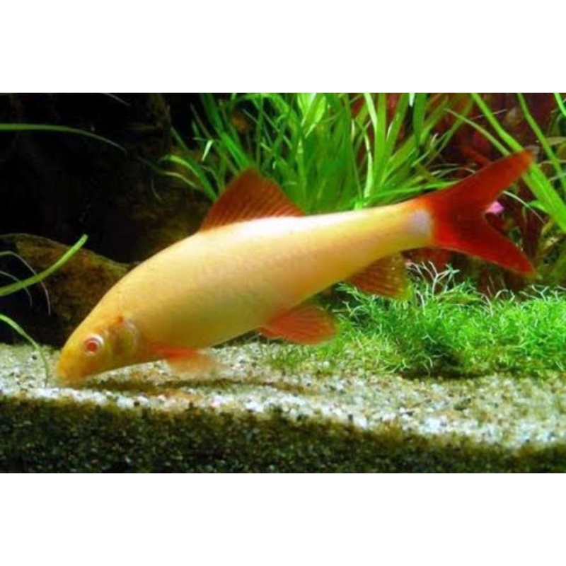 ikan hias redfin albino size 6-7cm
