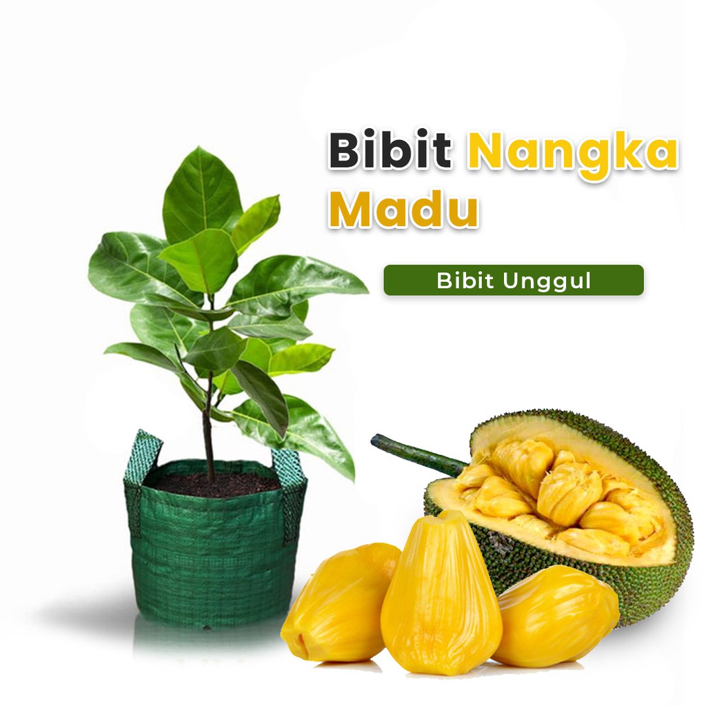 1 bibit nangka madu bonus 1 bibit nangka madu + 1 bibit sirsak madu