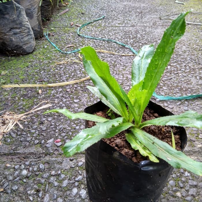 Bibit Tanaman Walang Sangit - Tanaman Walang Sangit ( Obat Herbal)