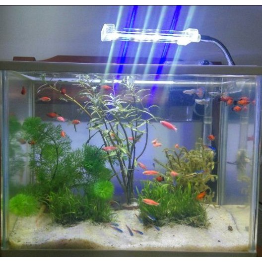 lampu jepit aquarium, lampu jepit aquascape, lampu LED jepit, lampu led yamano jepit, lampu led jepit aquascape, lampu led  jepit yamano, lampu aquarium jepit, lampu  aquascape jepit, lampu aquarium jepit led, lampu aquascape jepit led