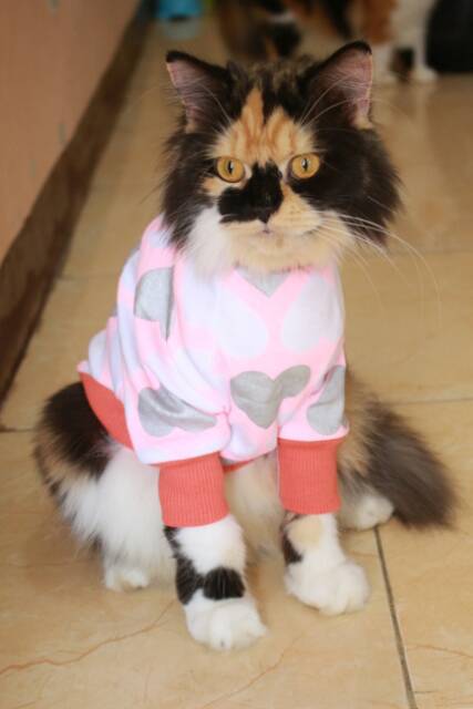 Kaos jumper lope-lope untuk kucing imut / kaos dan baju kucing murah size S M L XL