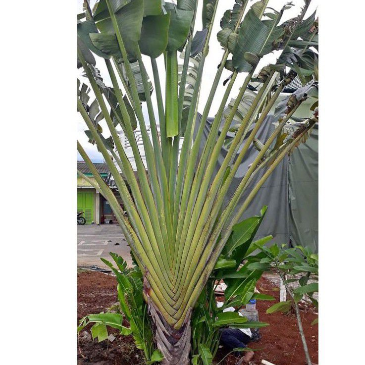 tanaman hias pisang kipas/pisang-pisangan