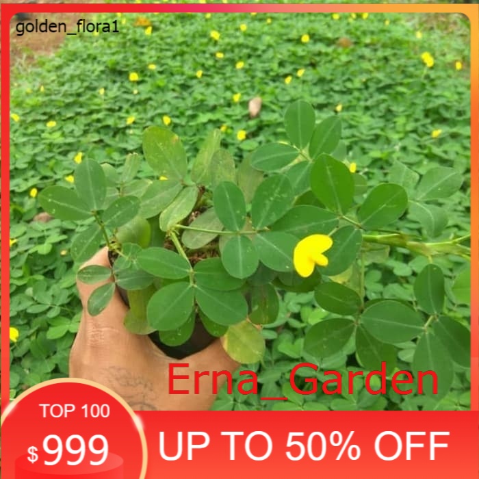 

Tanaman Pinto peanut Landep Kacang kacangan PROMO!! (Erna_Garden)