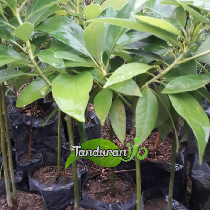 10 bibit alpukat mentega harga grosir