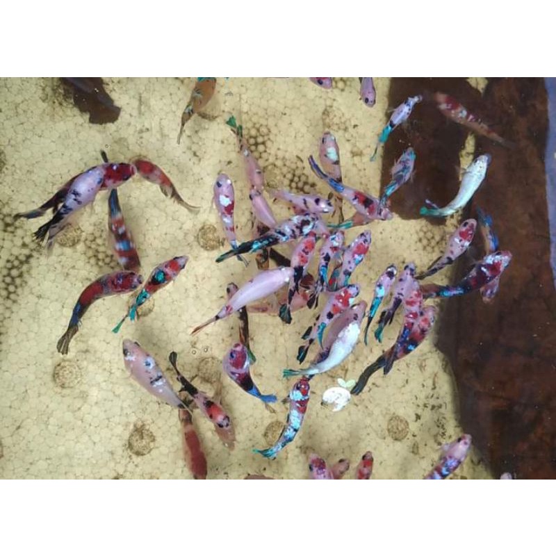 Cupang bahanan Koi Multicolor galaxy (minimal pembelian 5 ekor)