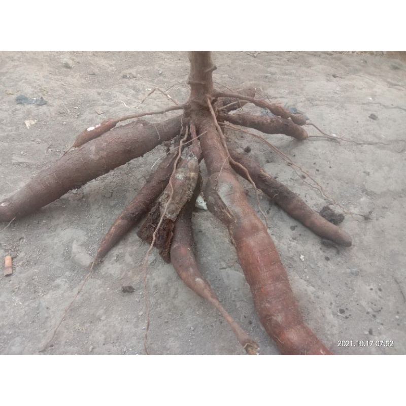 

ketela singkong