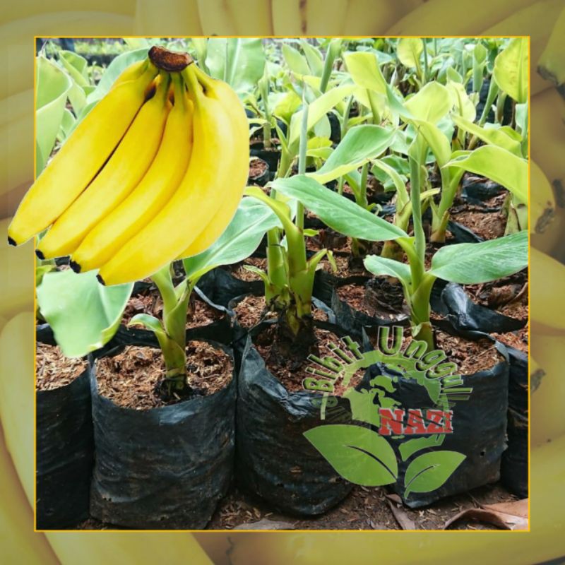 Bibit Pisang Cavendhis unggul bisa (tabulampot)