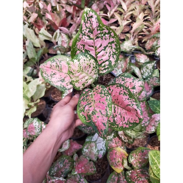 aglaonema cantik tri colour