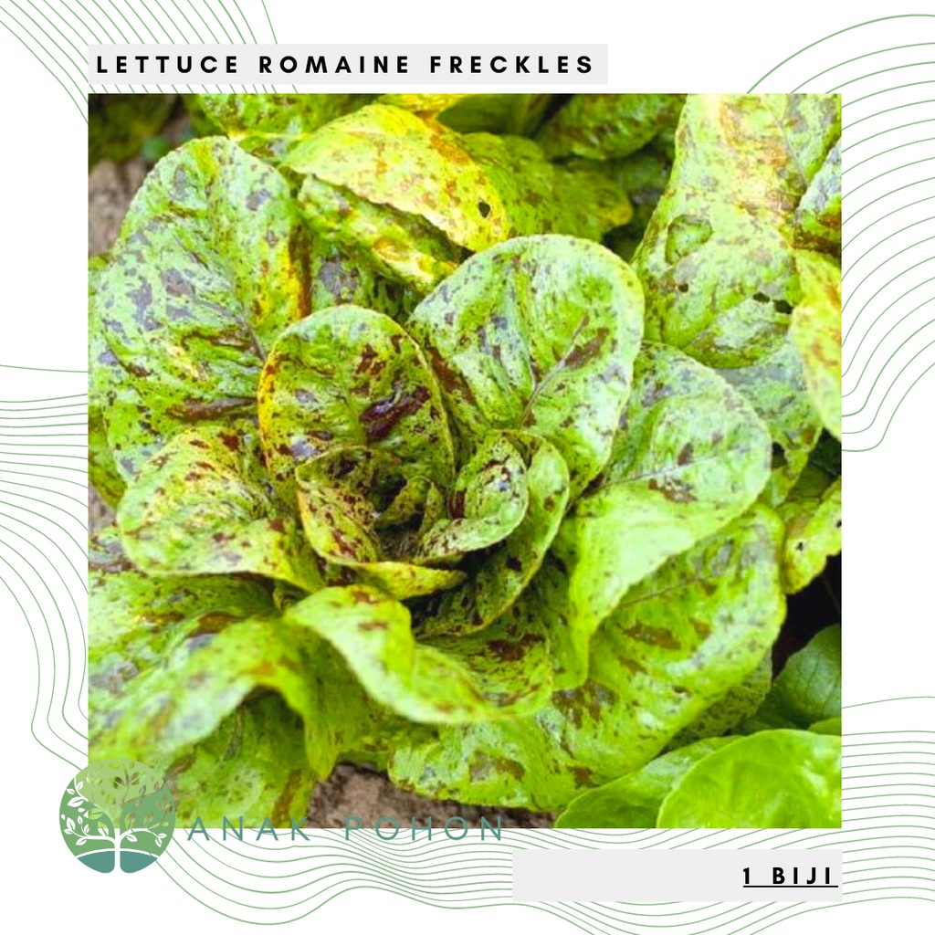 Benih Bibit Biji - Selada Romaine Freckles Lettuce Seeds - IMPORT