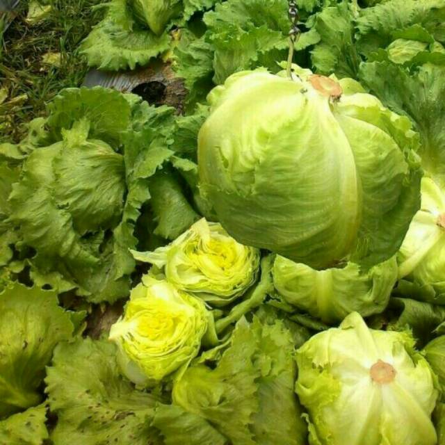 1000pills Benih Selada Iceberg Lettuce BRUMA RZ Rijk Zwaan, kemasan asli