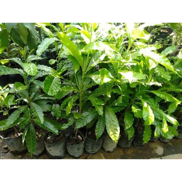 Bibit sawo abiu australia