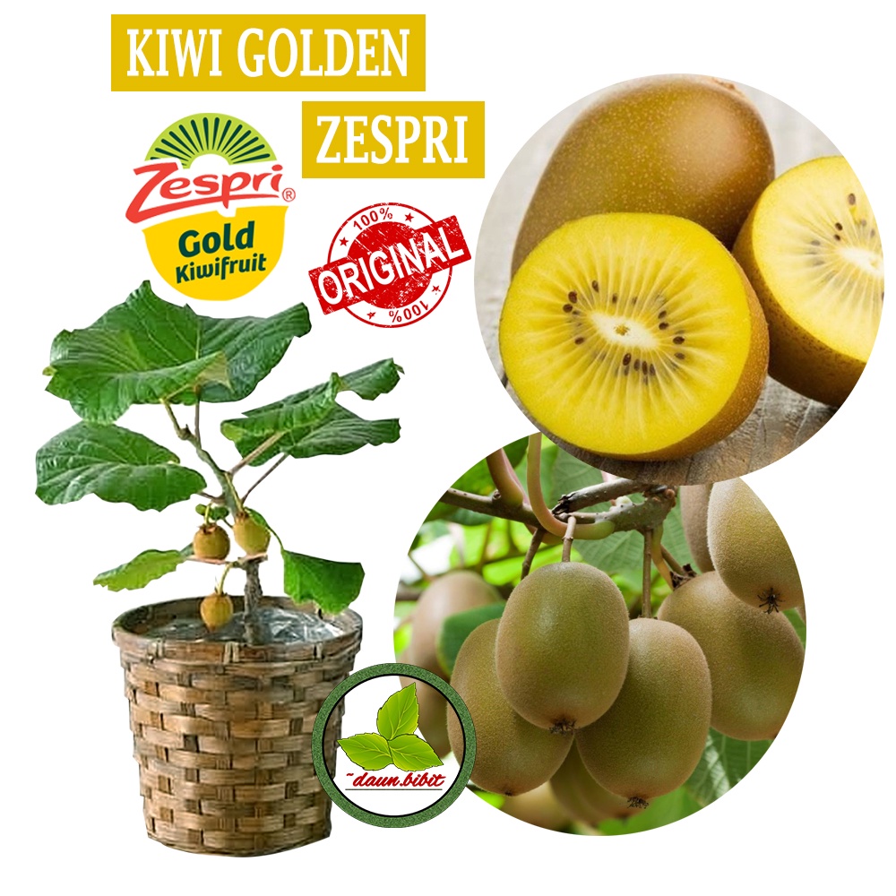 Bibit Kiwi Golden Zespri Original Berkualitas