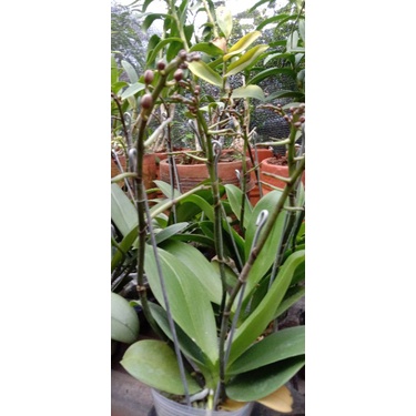 Anggrek bulan Mini Spike 2Murah