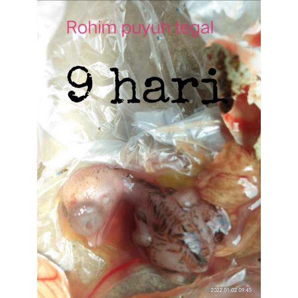 100 butir umpan lele galatama tapuy