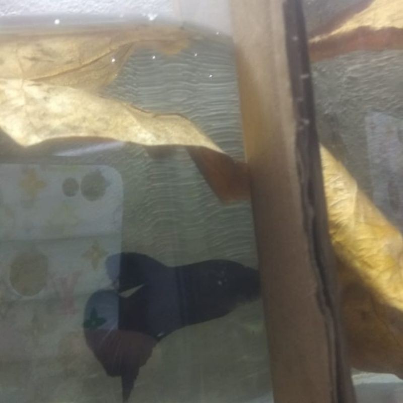 ikan cupang super black