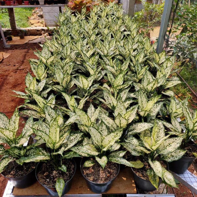 AGLONEMA SNOW WHITE SIAP JADI INDUKAN MURAH