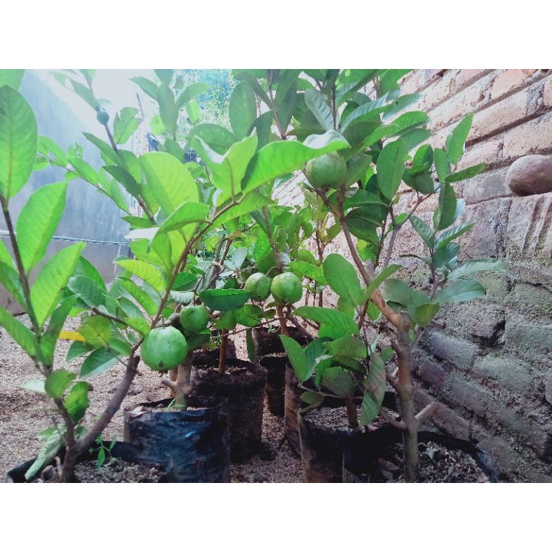 Bibit Buah Jambu Kristal Berbuah