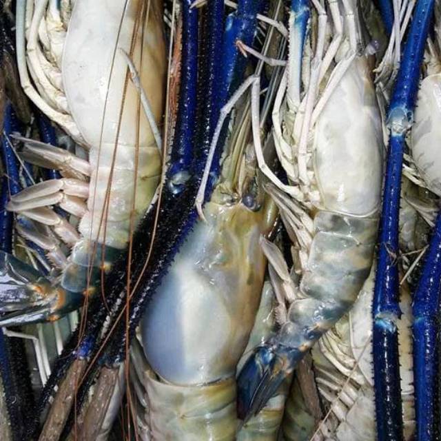 Udang Galah Isi 7 9 Ekor Per Kg Seafood Udang Shopee Indonesia