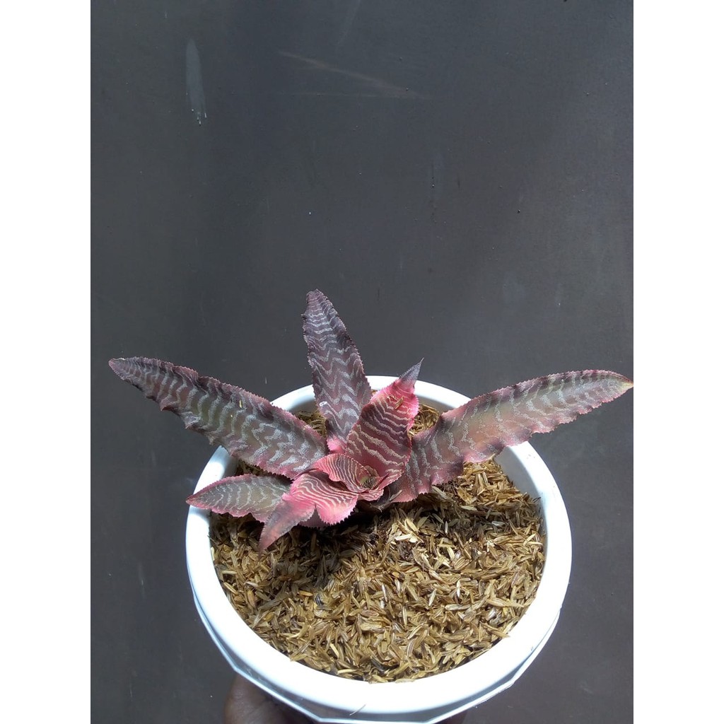 Bromolia Tokek/ Bromolia