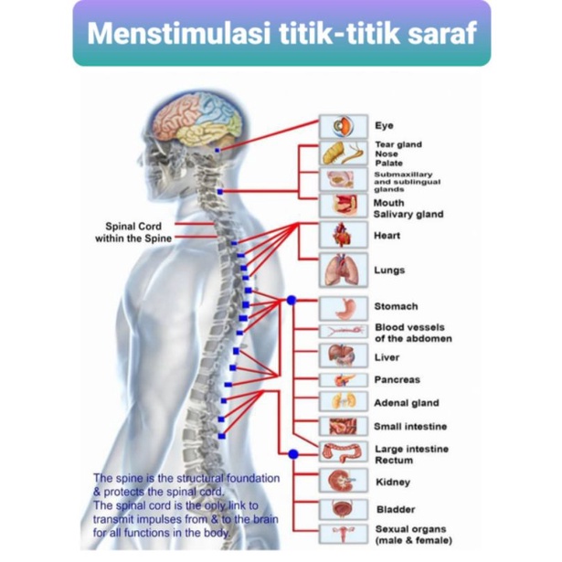 kursi pijat itsu suki