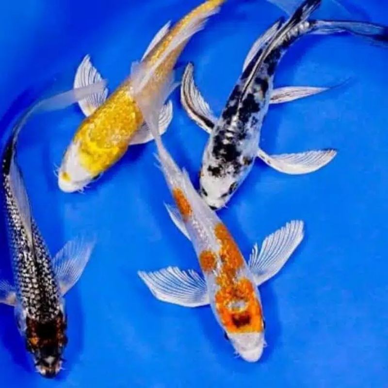 ikan koi kumpay