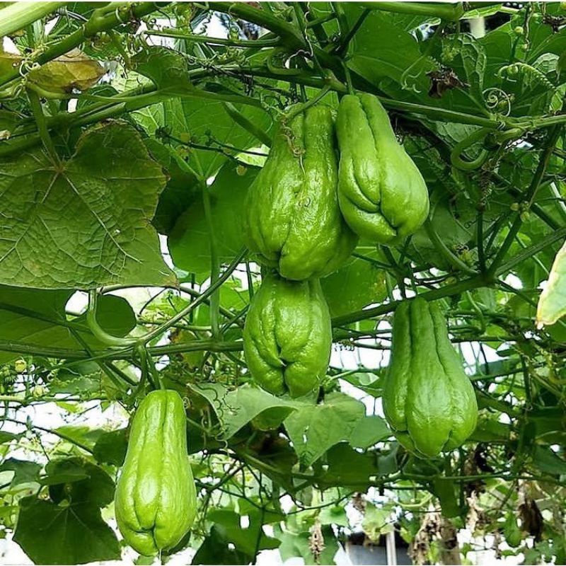 

Baby Jipang - Lalapan Jipang Segar - Sayur Jipang per biji