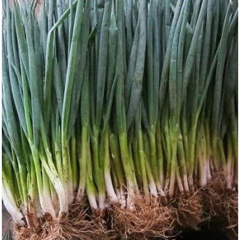 

daun bawang