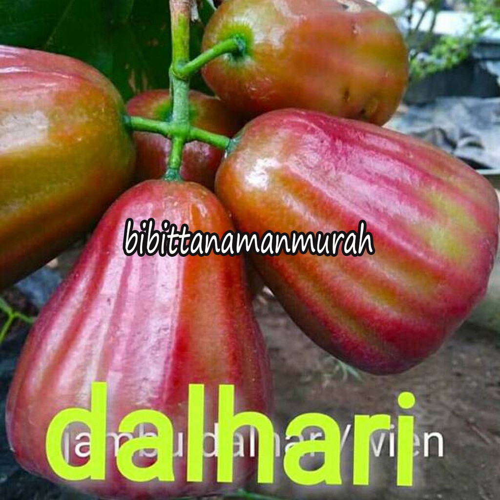 Bibit buah jambu air dalhari kondisi berbunga