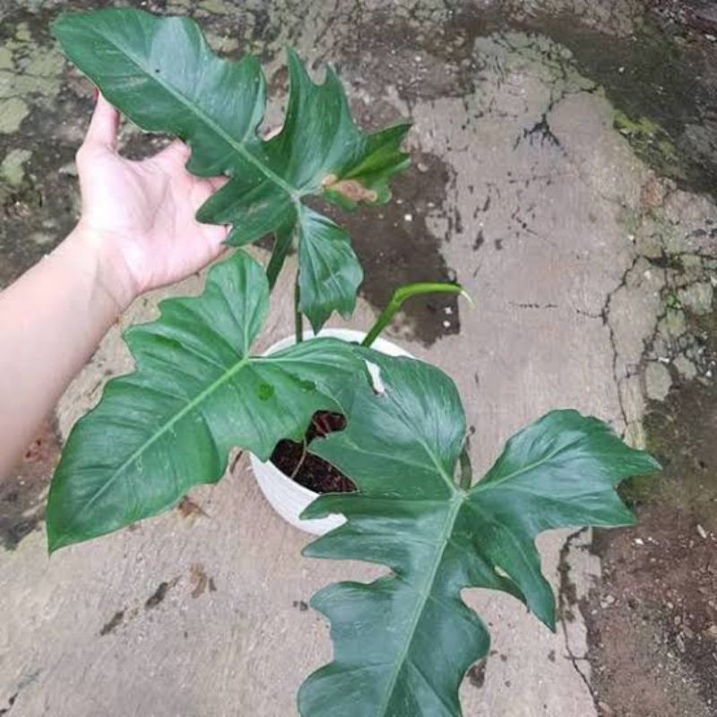 Tanaman Hias Pilodendron Dragon, Tanaman hias pilodendron