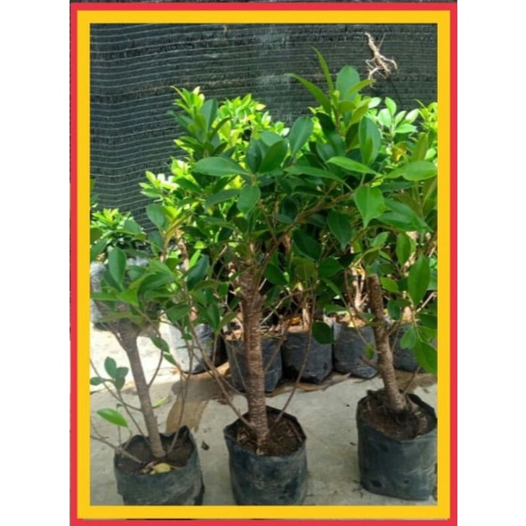 Rawatan....bibit bonsai kimeng