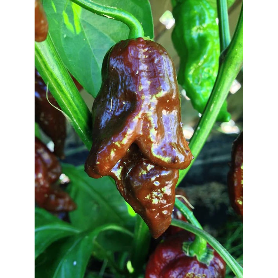 Benih / Biji / Bibit Cabe Hias Cabe Super Pedas Cabai Black Naga