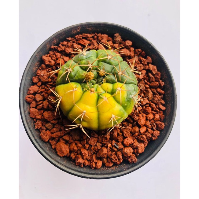 Kaktus Gymno Damsi Variegata