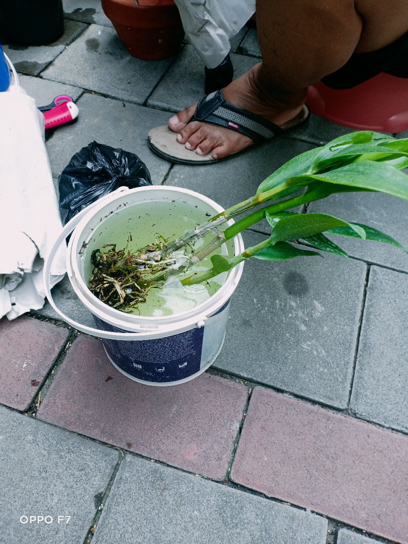 Anggrek Dendrobium Wonleng