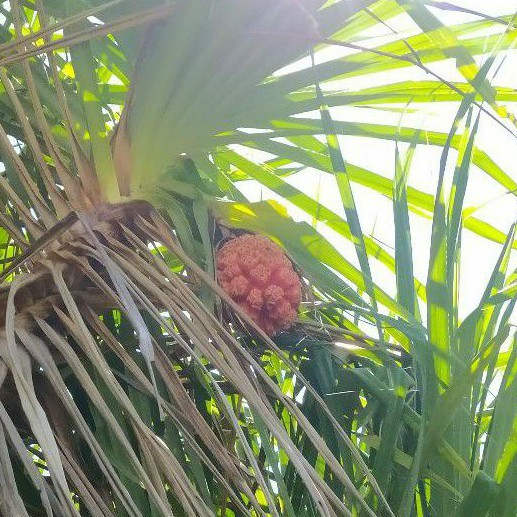 

Buah Pandan Laut / Buah Pandan Duri ( 1 Tandan)