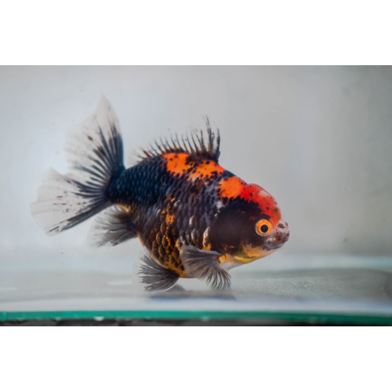 ikan koki oranda kirin