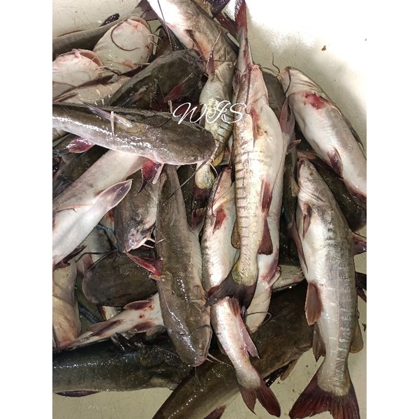 

Ikan baung segar super Joss 1kg